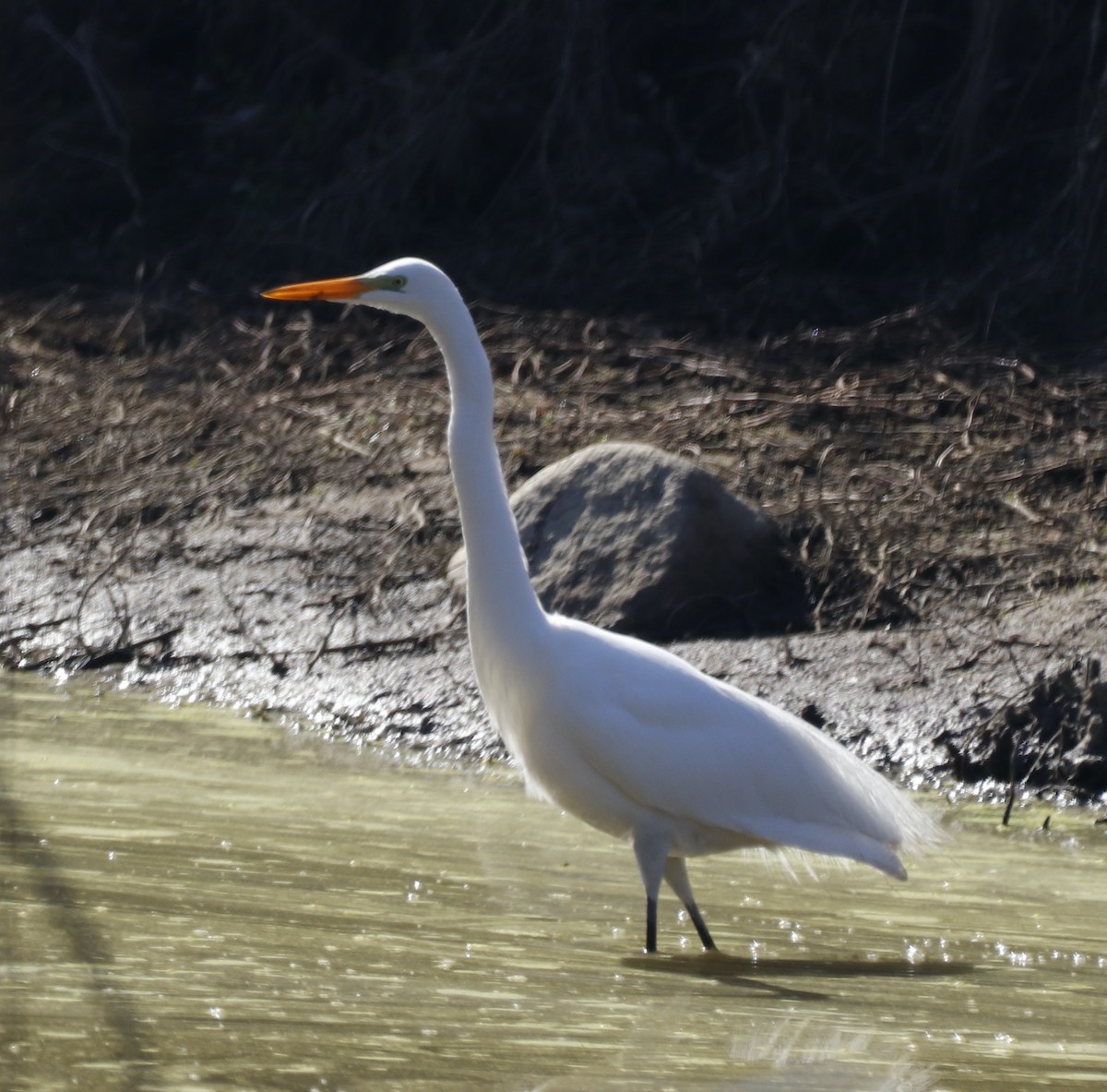 Great Egret - ML564214871