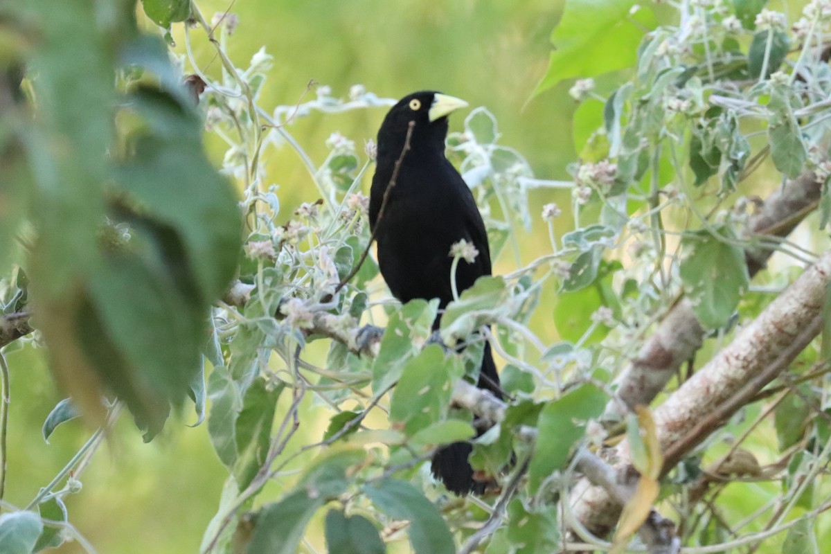 Yellow-billed Cacique - ML564214911