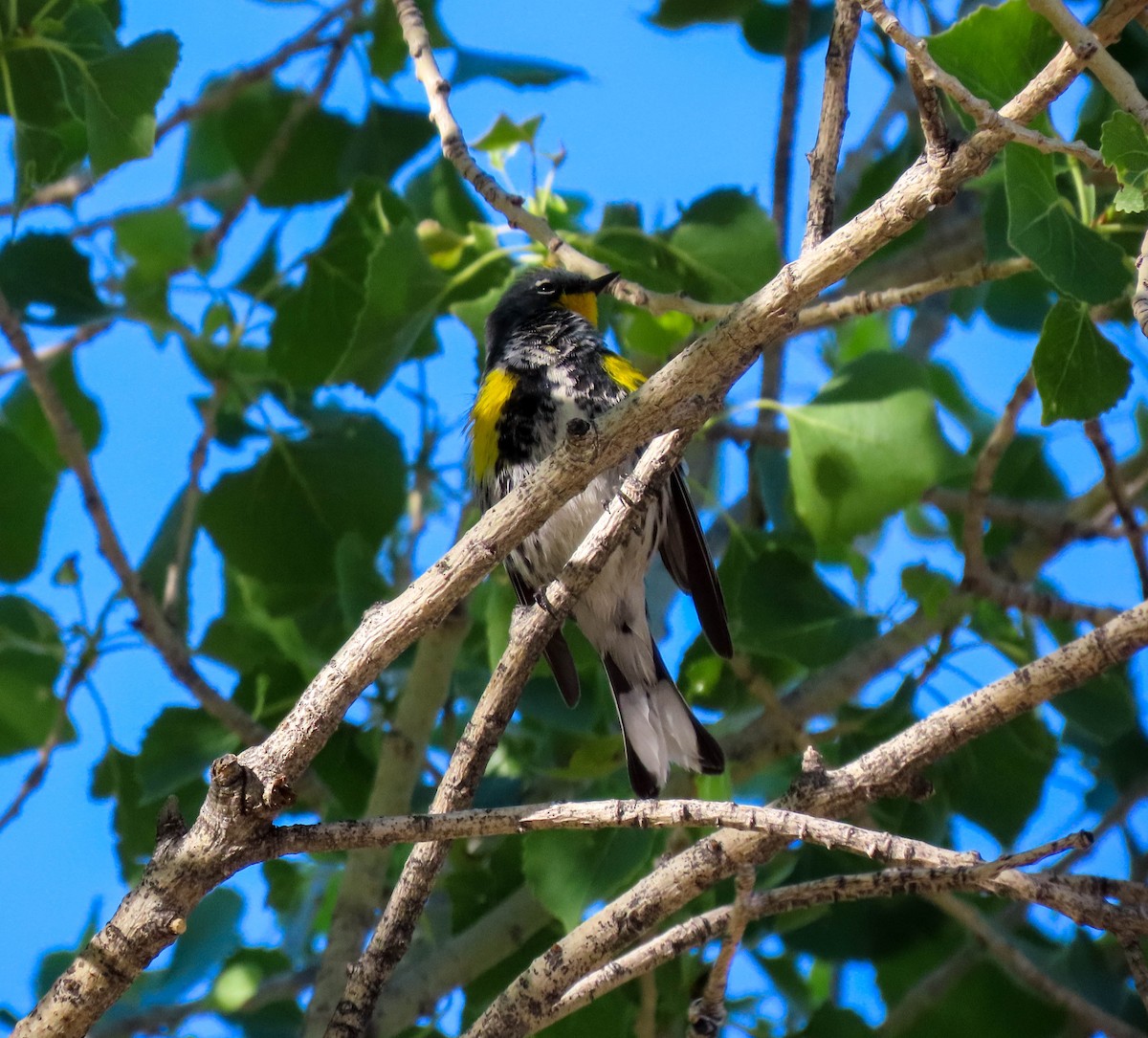 Yellow-rumped Warbler (Audubon's) - Tira Overstreet