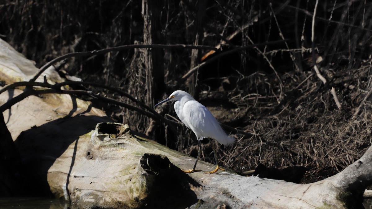 Snowy Egret - ML564215171