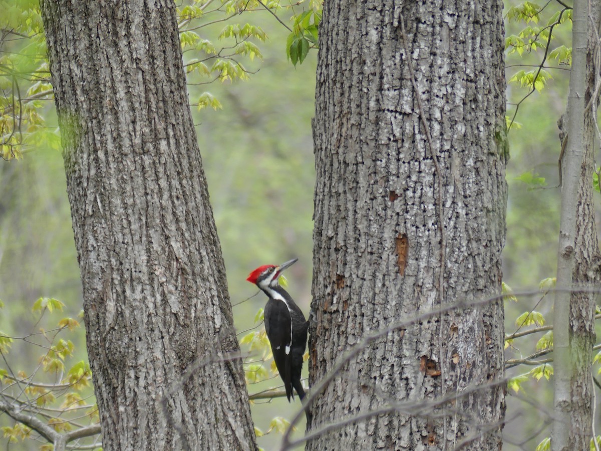 Pileated Woodpecker - ML564215451