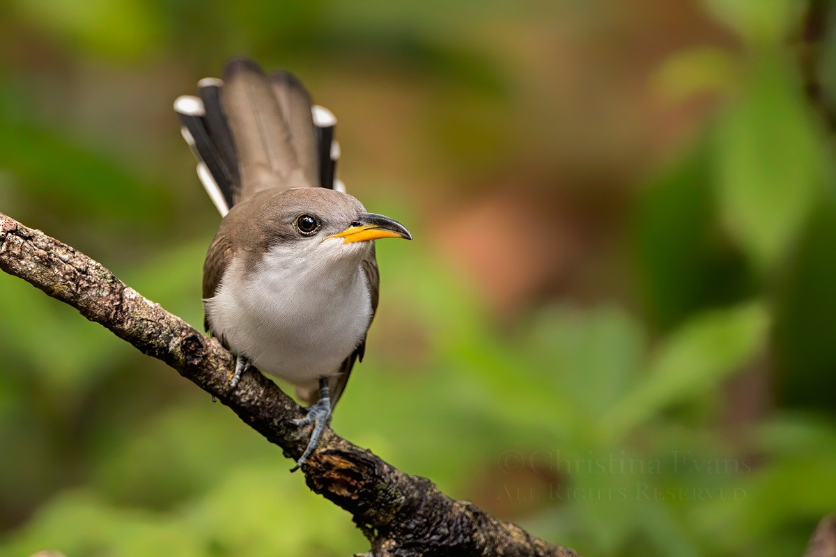 Yellow-billed Cuckoo - ML564215511