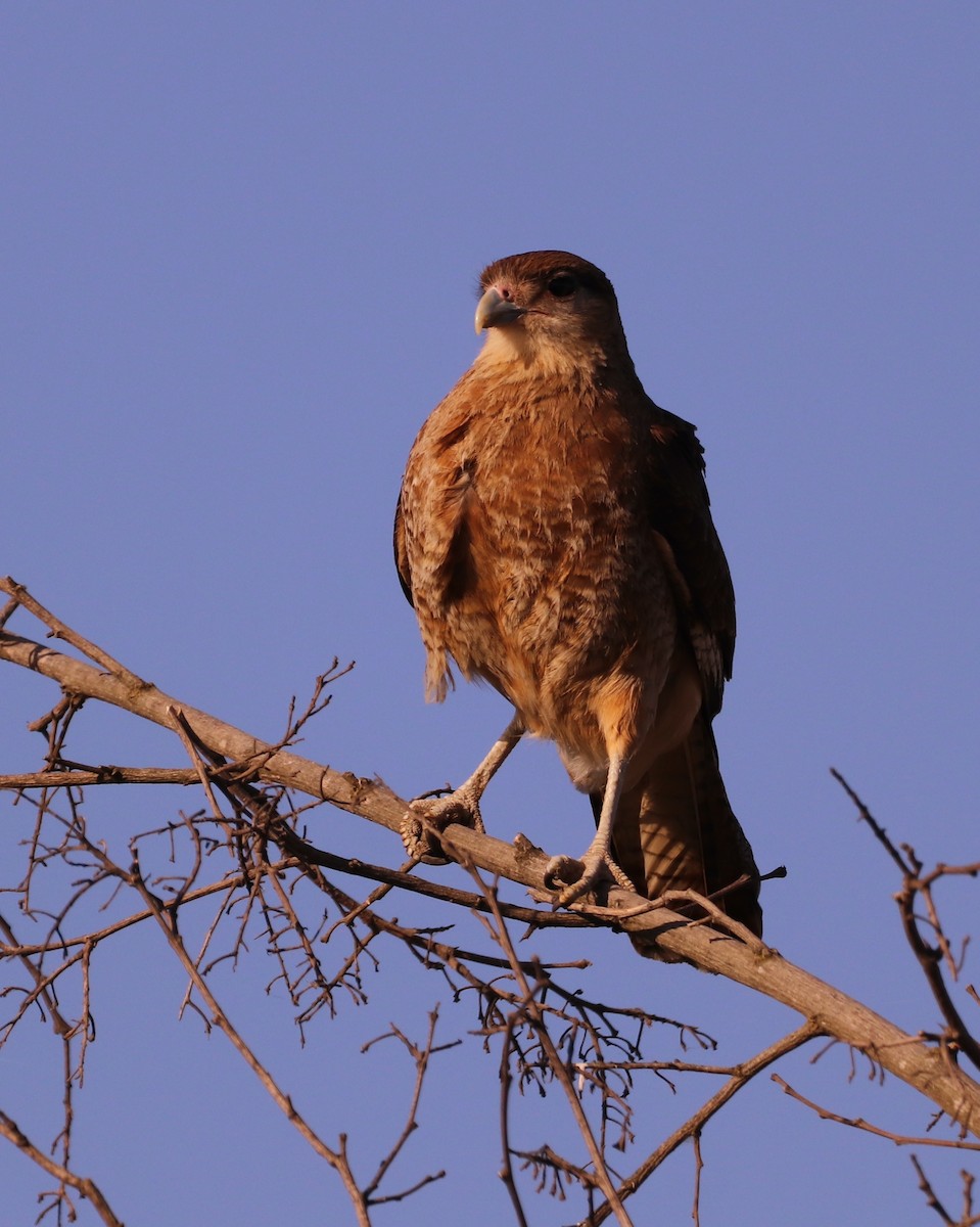 Caracara chimango - ML564215601