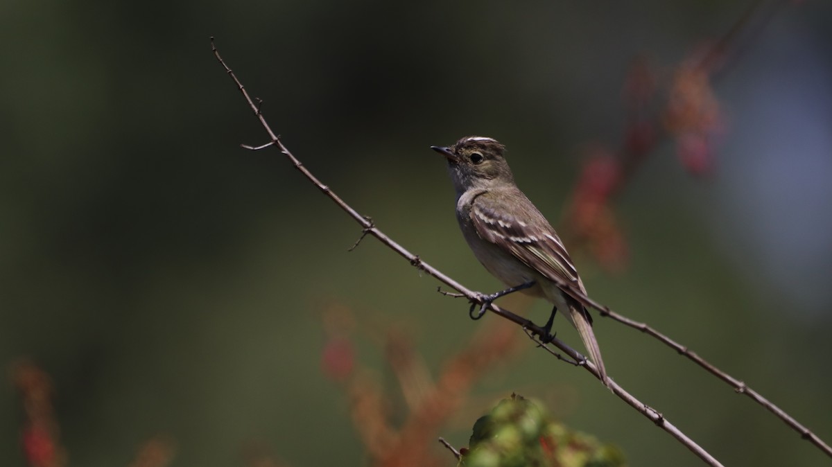 White-crested Elaenia - ML564215861