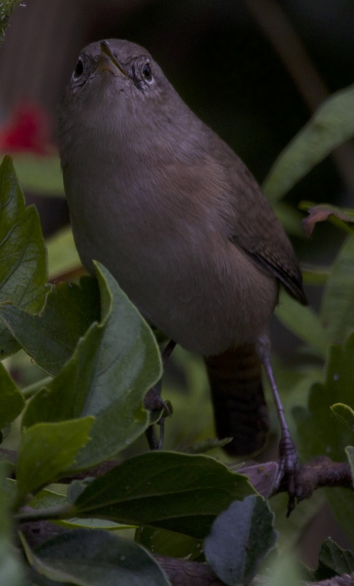 House Wren - ML564216251