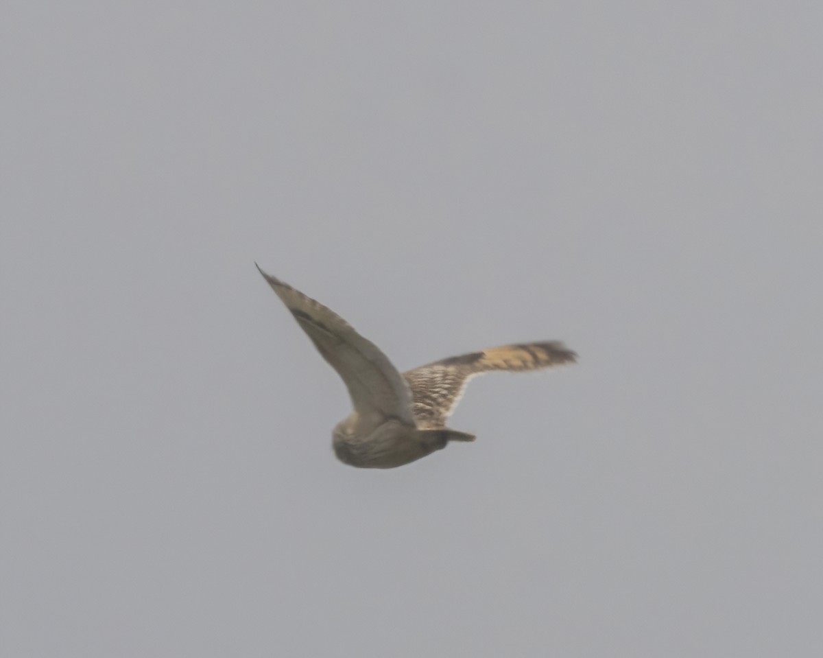 Short-eared Owl - ML564216261