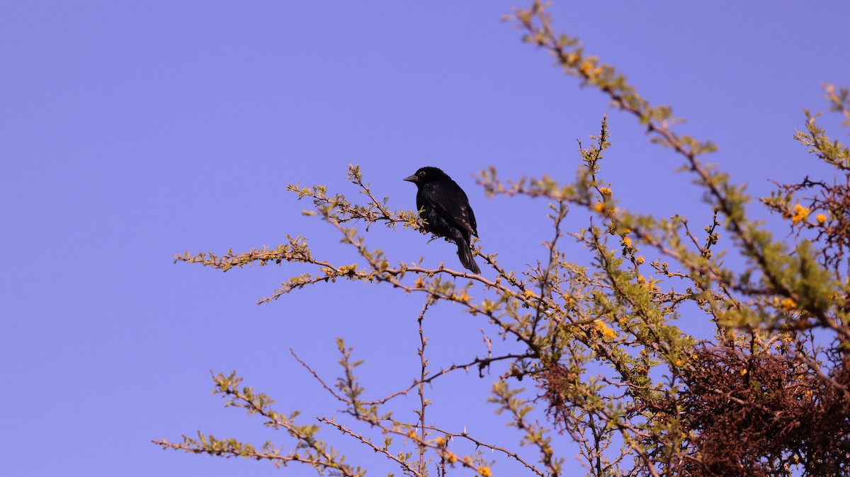 Tordo Patagón - ML564216451