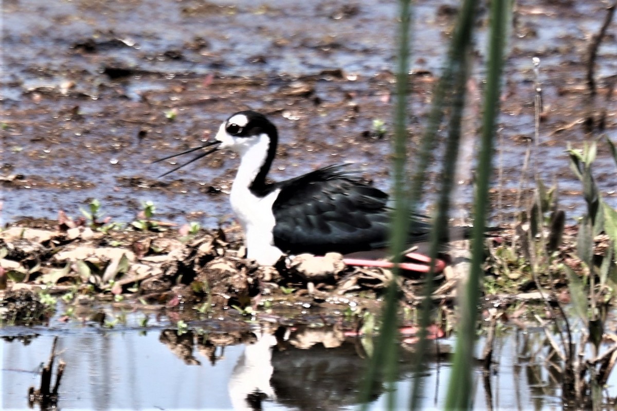 Black-necked Stilt - ML564216561