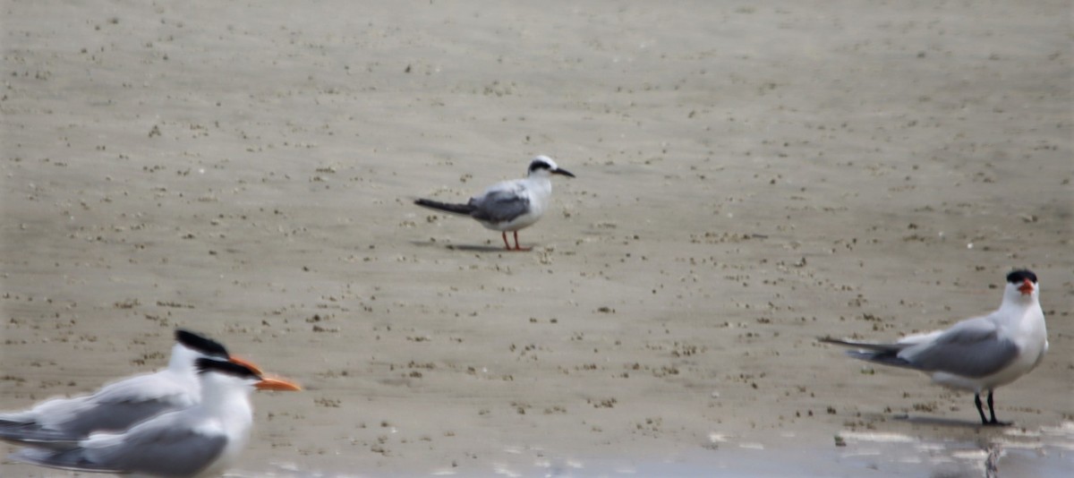 Forster's Tern - ML564216801