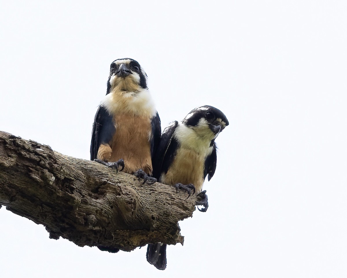 Black-thighed Falconet - ML564217991