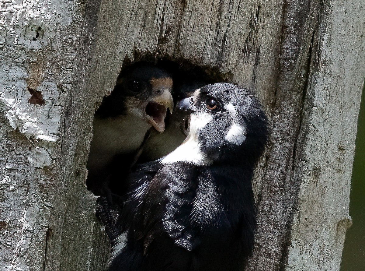 Black-thighed Falconet - ML564218011