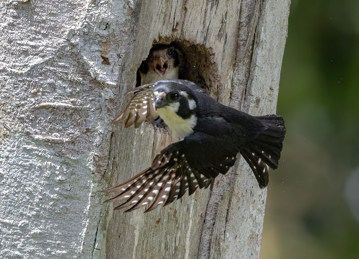 Black-thighed Falconet - ML564218021