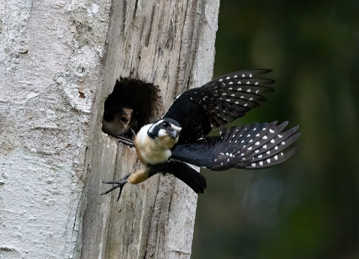 Black-thighed Falconet - ML564218031