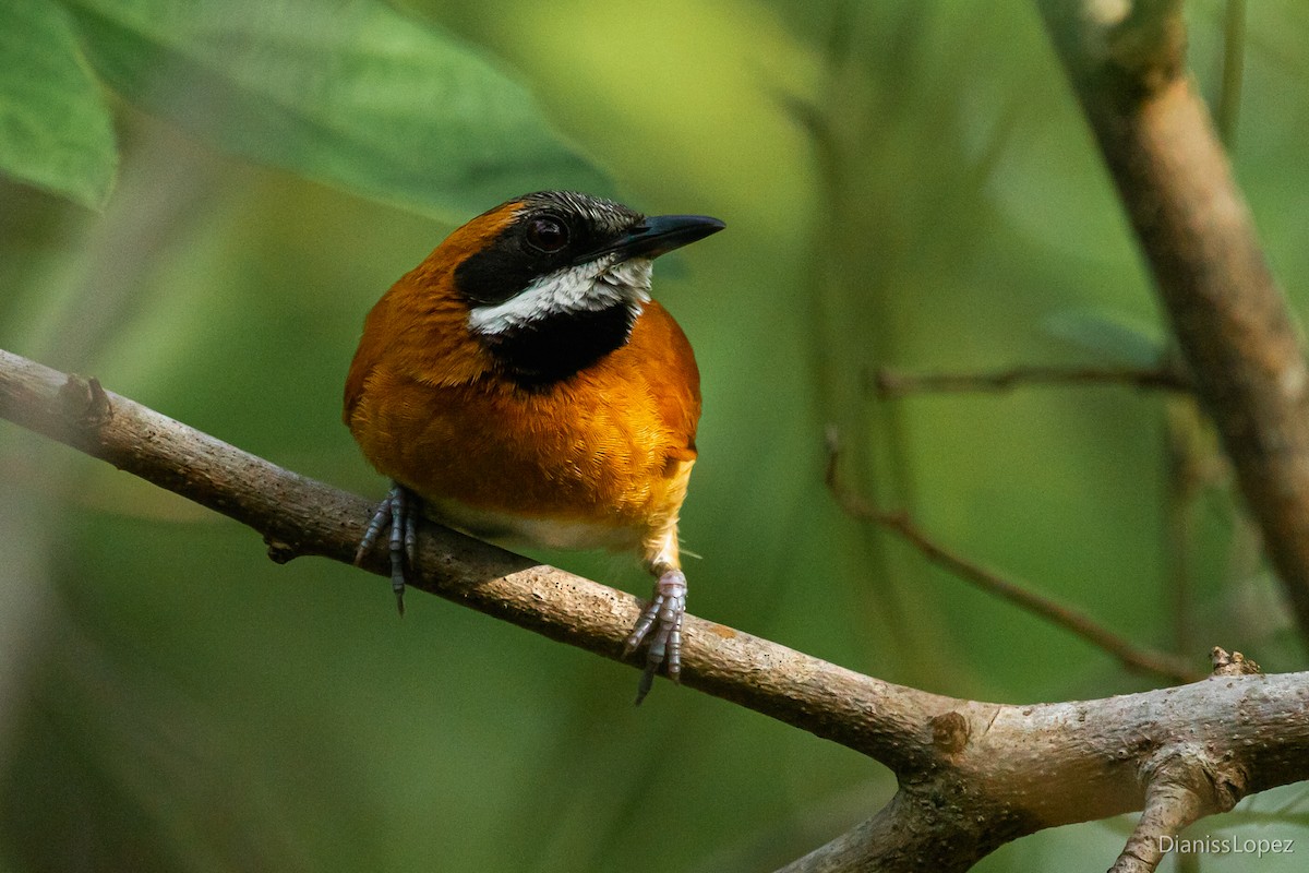 White-whiskered Spinetail - Diana López G