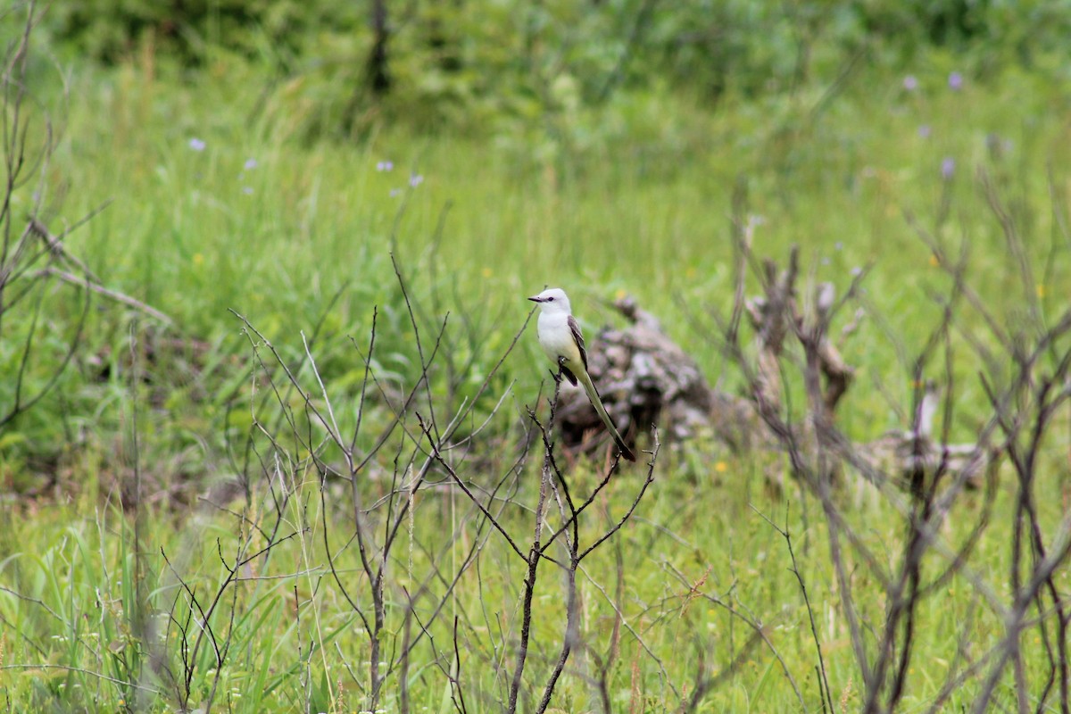 Scissor-tailed Flycatcher - Ty Sharrow