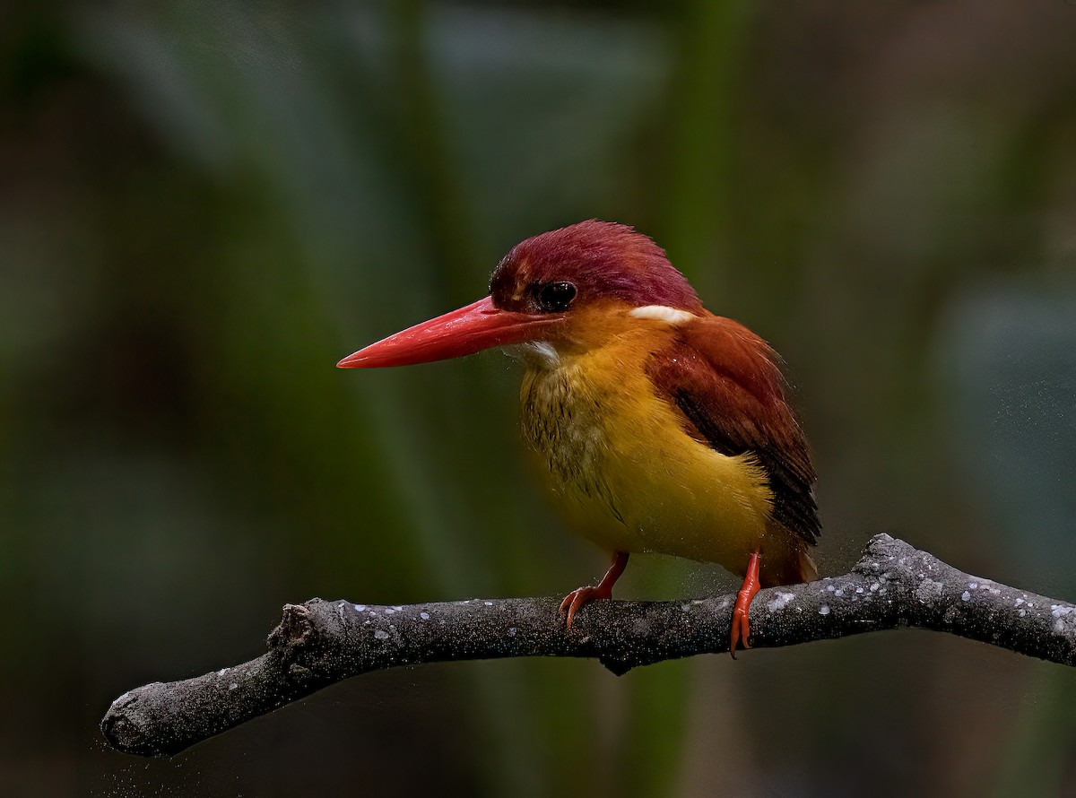 Rufous-backed Dwarf-Kingfisher - ML564219041