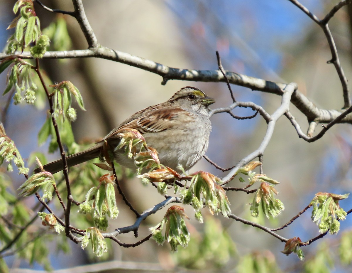 White-throated Sparrow - ML564219131