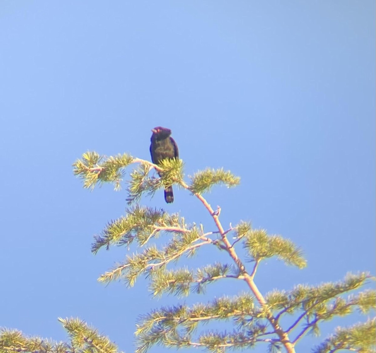 Bronzed Cowbird - Aurelia Kucera