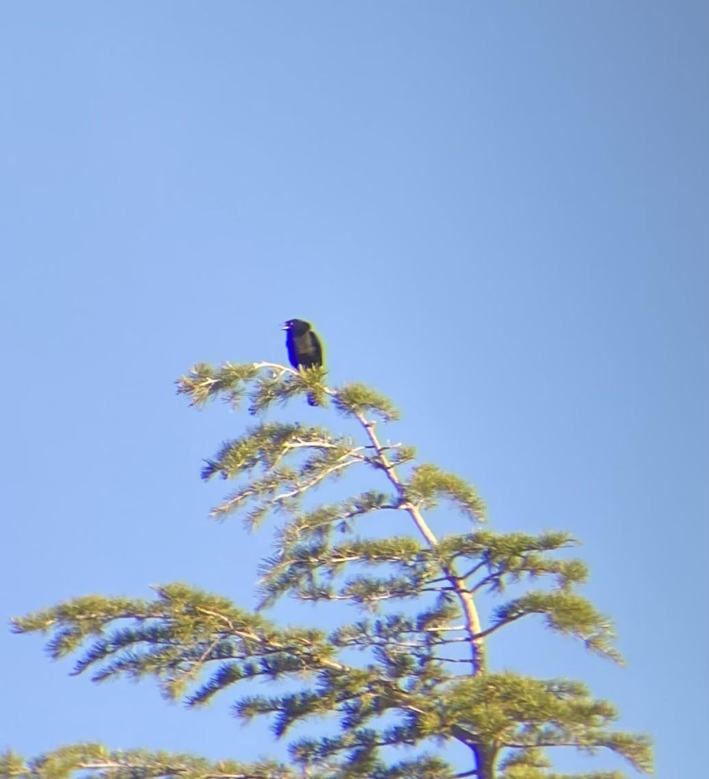 Bronzed Cowbird - Aurelia Kucera