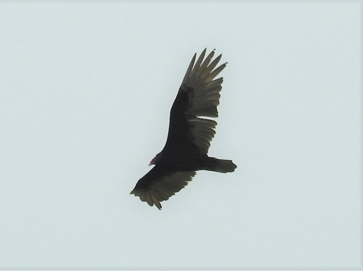 Turkey Vulture - ML564220741