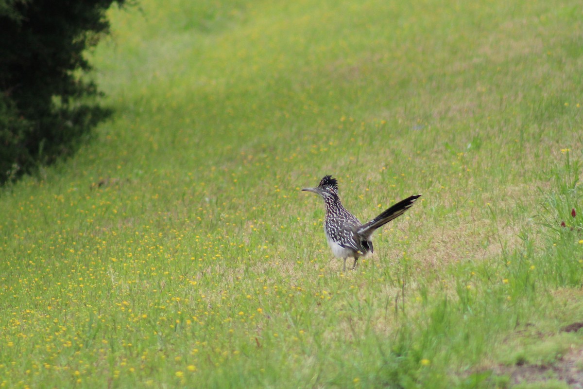 Greater Roadrunner - ML564220821