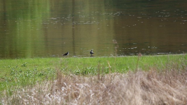 Stilt Sandpiper - ML564221331