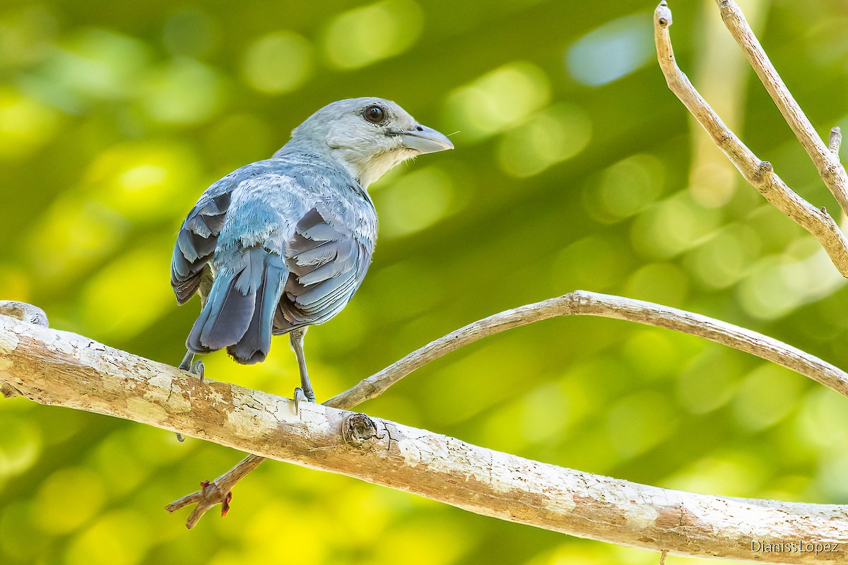 Glaucous Tanager - Diana López G