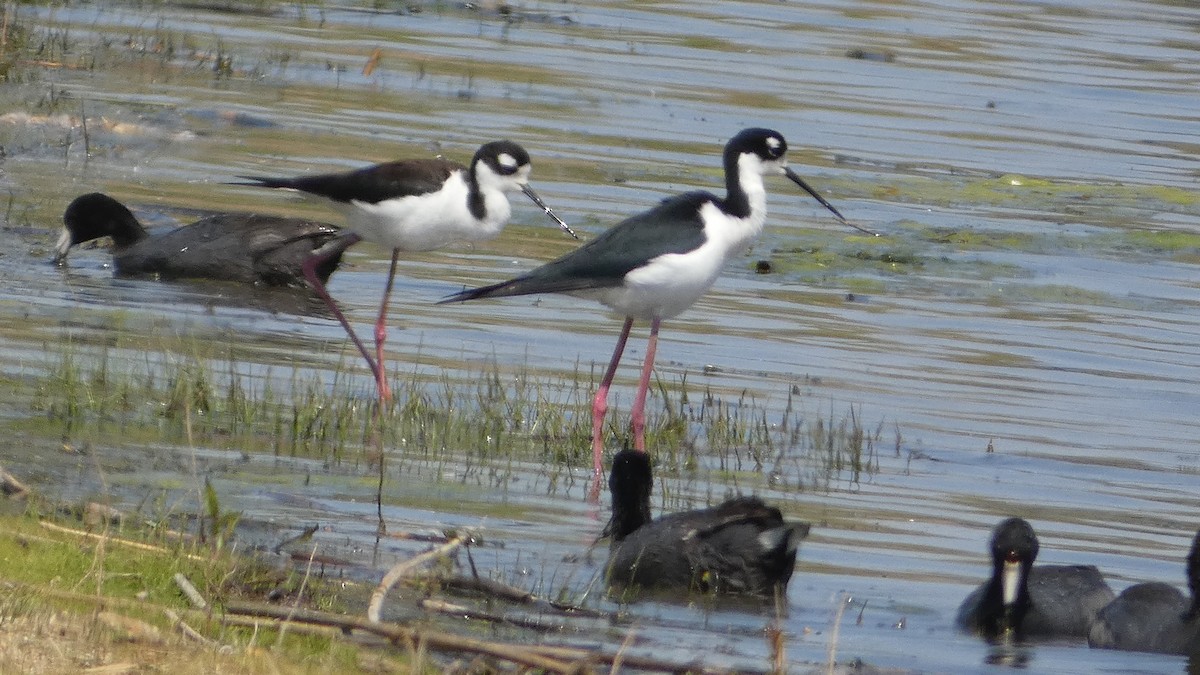 Black-necked Stilt - Lou Herrin