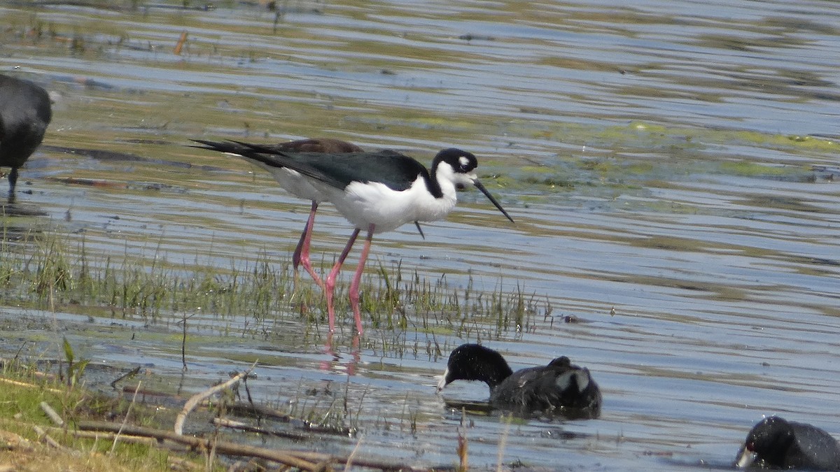 Black-necked Stilt - Lou Herrin