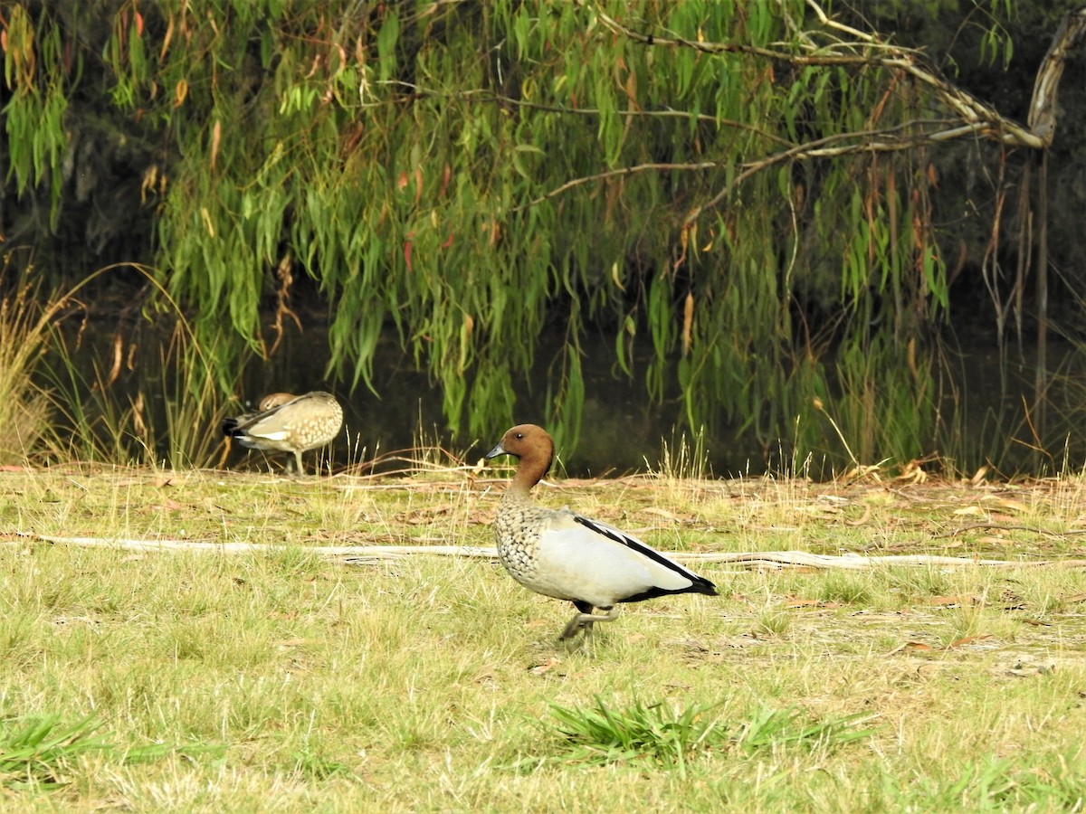 Maned Duck - ML564221911