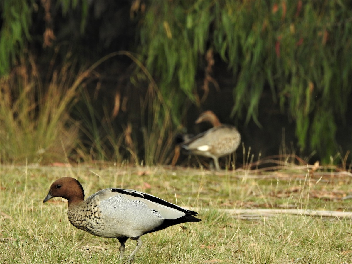 Maned Duck - ML564221931