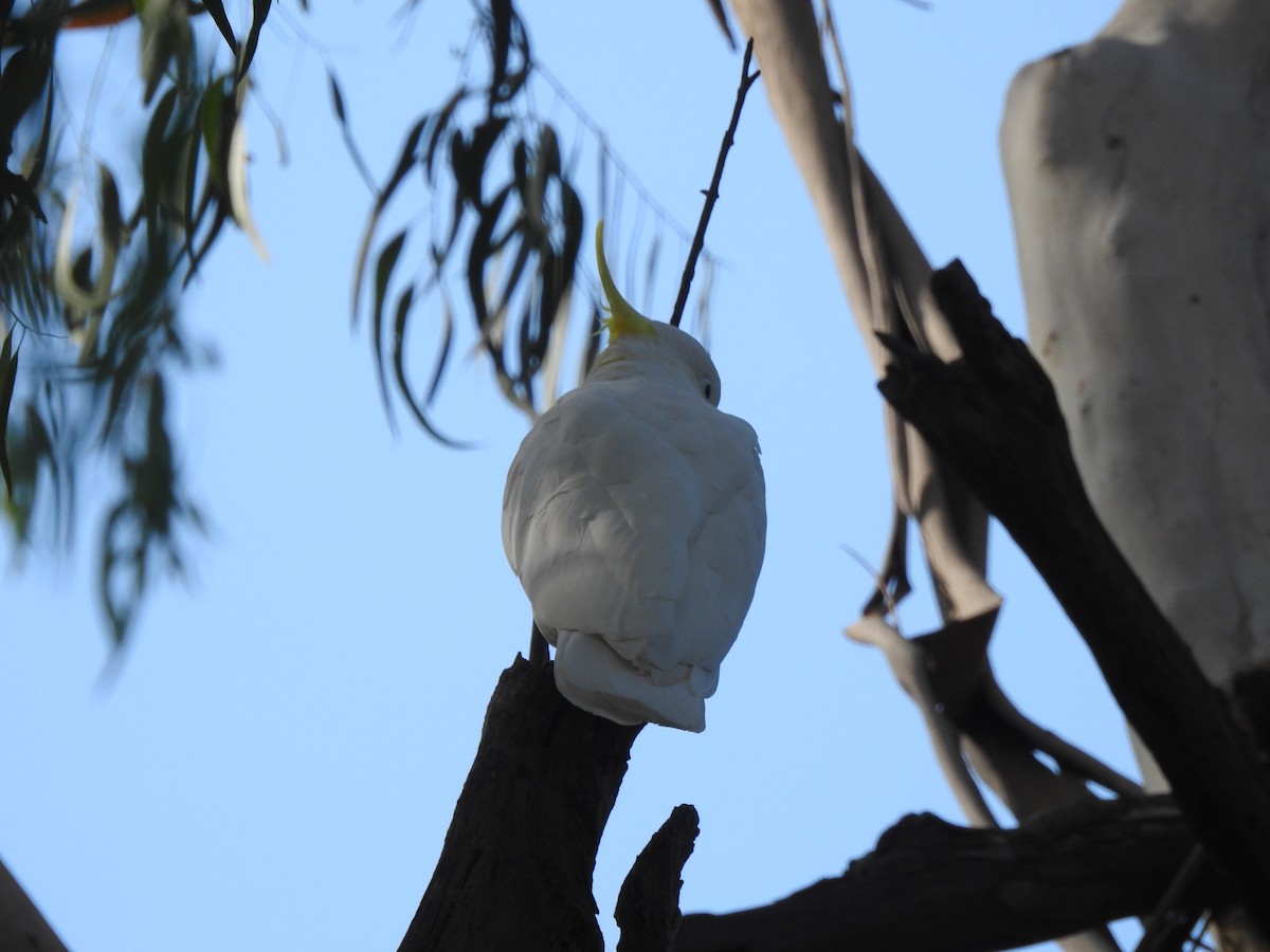 Sulphur-crested Cockatoo - ML564221991