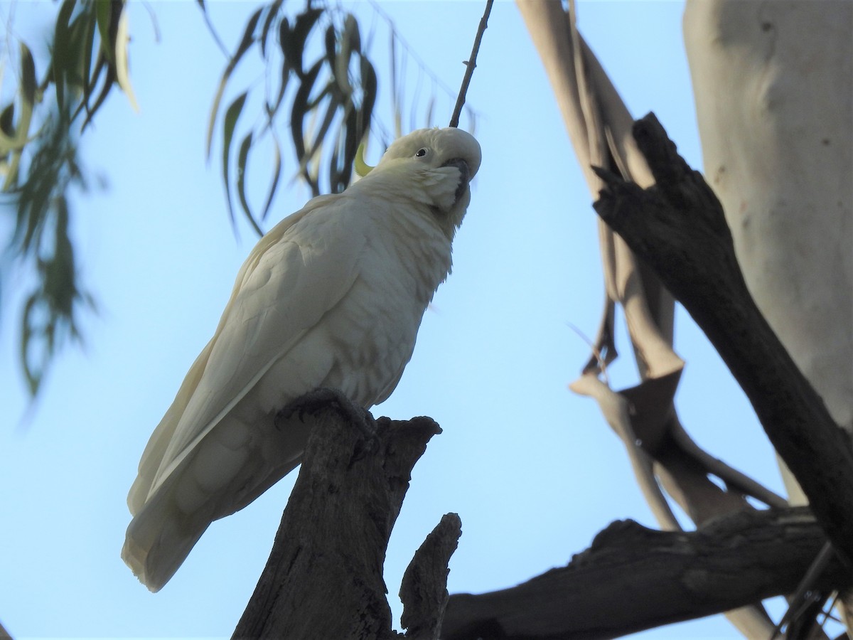 Cacatúa Galerita - ML564222001