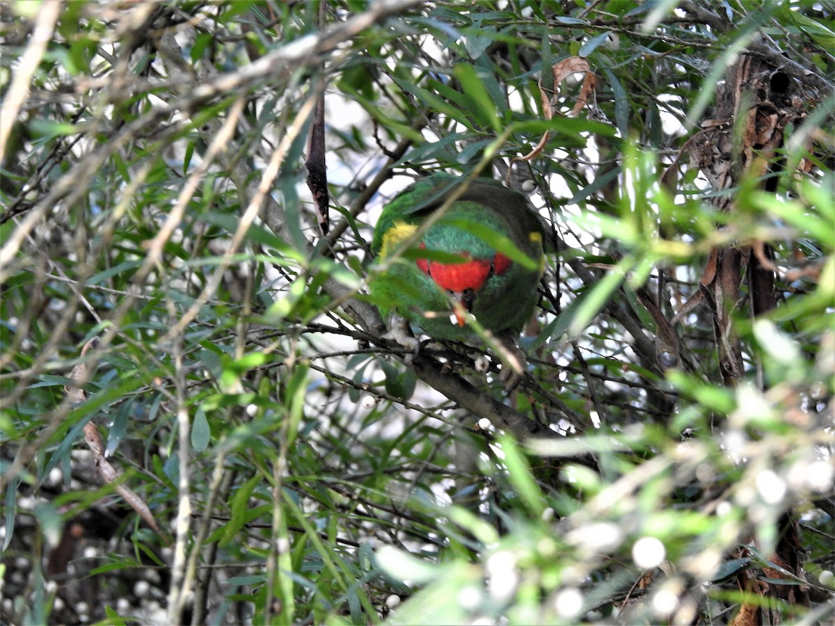 Musk Lorikeet - David Eddington