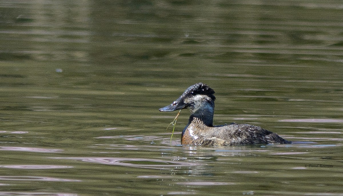 Ruddy Duck - Daniel Rousseau