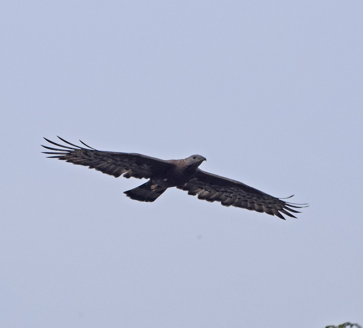 Oriental Honey-buzzard - John Bruin