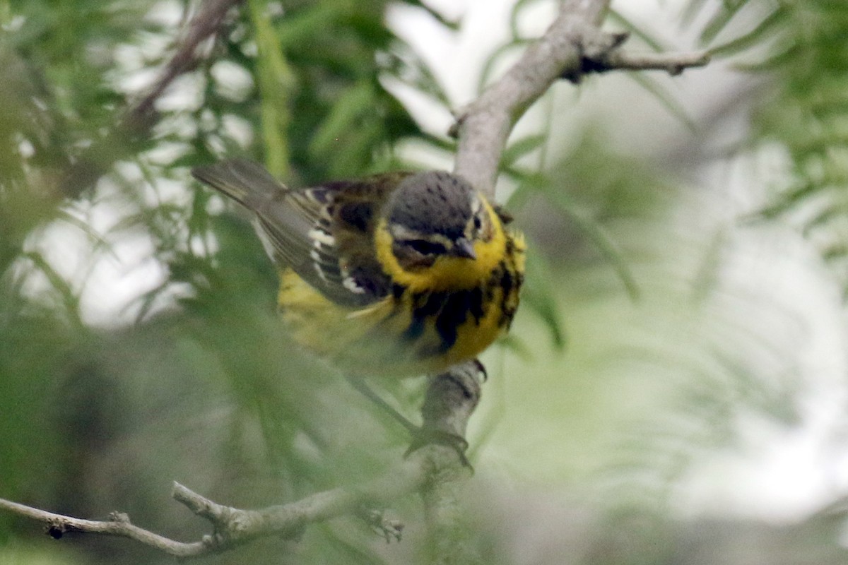 Cape May x Magnolia Warbler (hybrid) - ML564224901