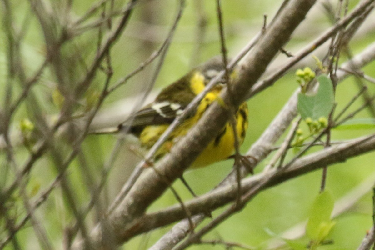 Cape May x Magnolia Warbler (hybrid) - ML564224951