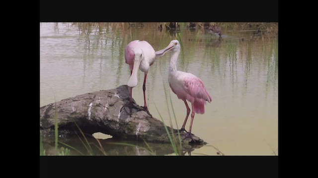 Roseate Spoonbill - ML564225041