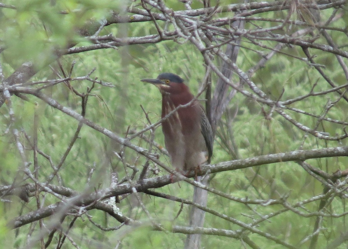 Green Heron - ML564225901