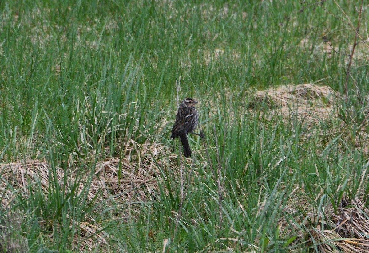 Red-winged Blackbird - ML564226761