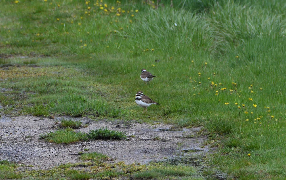 Killdeer - ML564226861