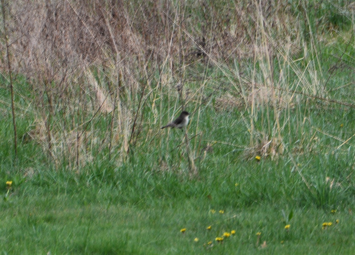 Eastern Phoebe - ML564226921