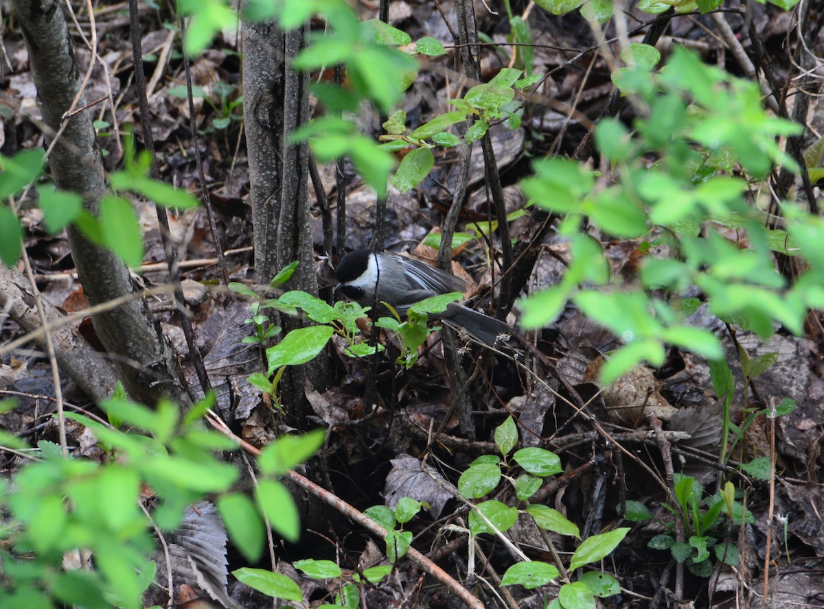 Black-capped Chickadee - ML564227351