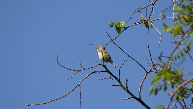 Ak Gözlü Vireo [griseus grubu] - ML564227721