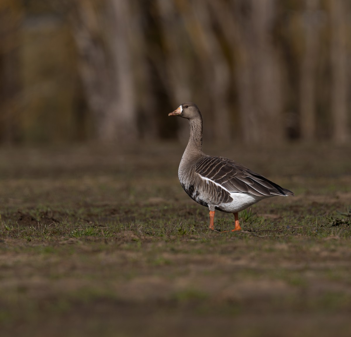 Greater White-fronted Goose - ML564229151
