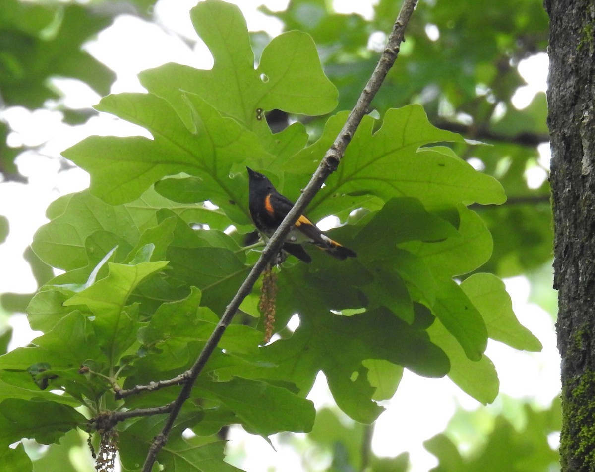 American Redstart - ML564230251