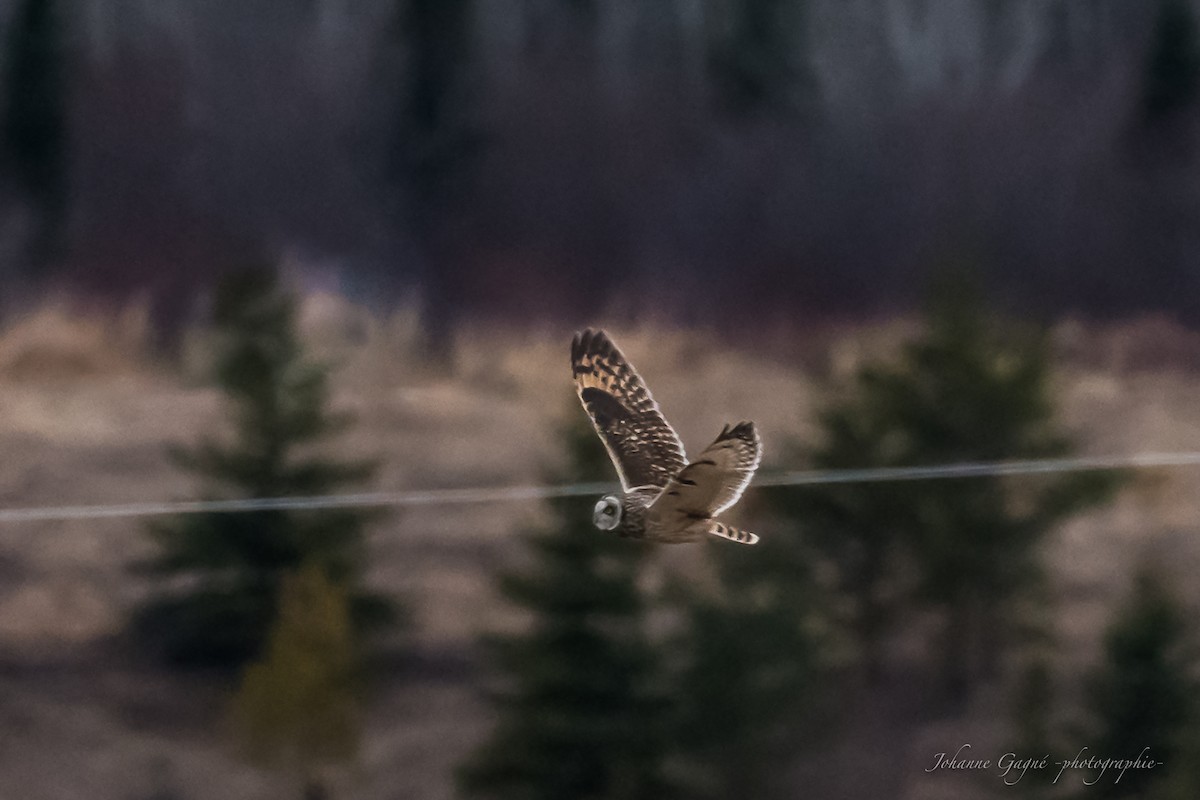 Short-eared Owl - ML564231081