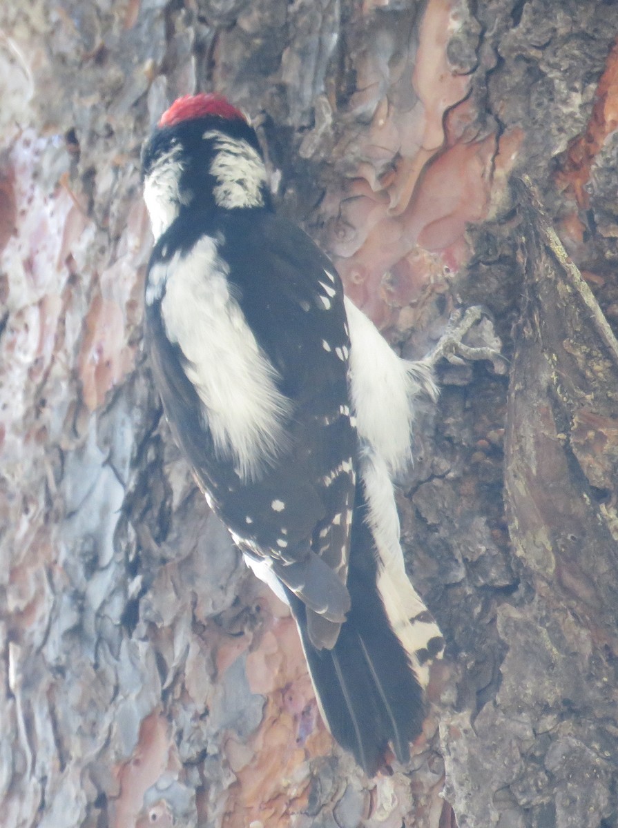 Downy Woodpecker - ML564231621