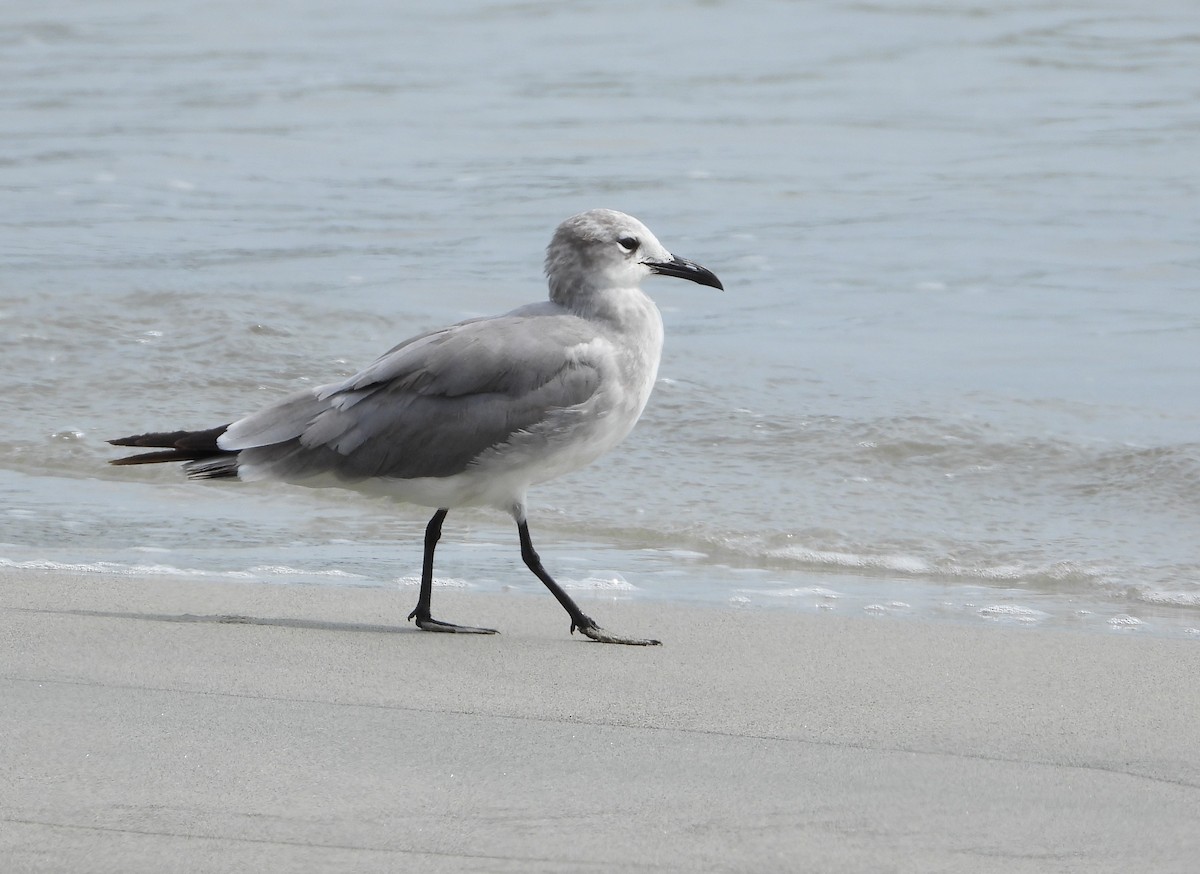 Laughing Gull - ML564231921